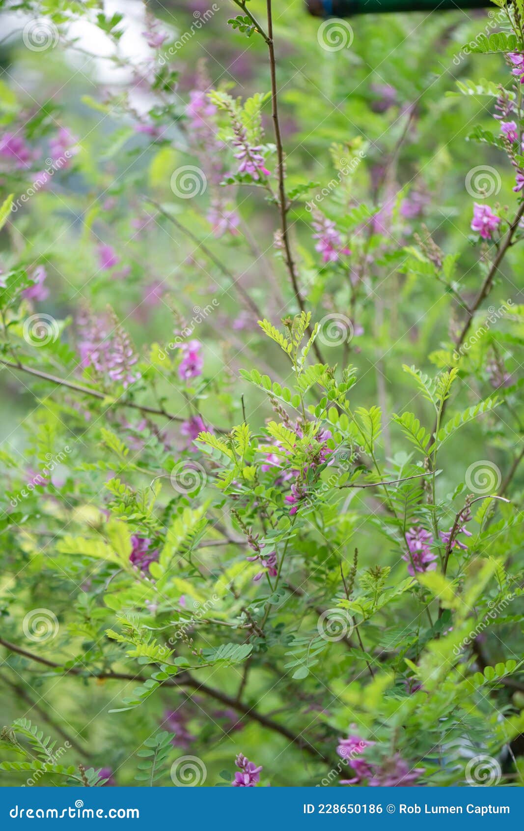 true indigo indigofera tinctoria, flowering a shrub